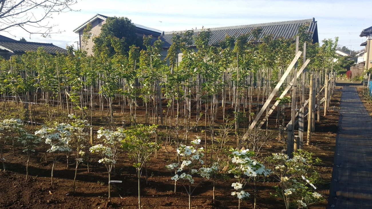 [65061] Kandatsumachi Minka Tsuchiura City, Ibaraki Traditional